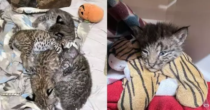 美屋主收留一窩6隻流浪幼貓 專家驚揭真身非普通家貓