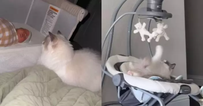 見飼主帶初生BB返家 暖心布偶貓化身「夜班保姆」守護融化網民心