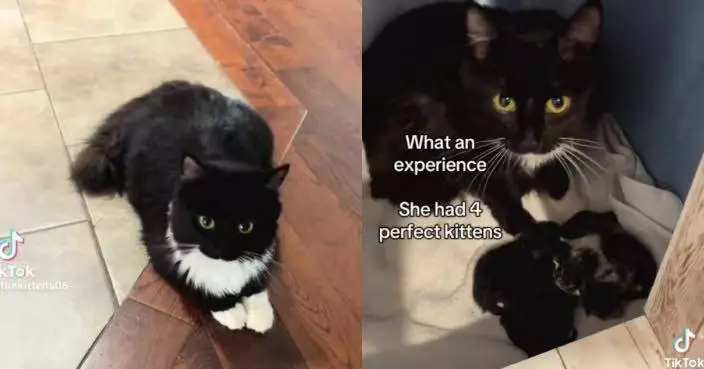 鄰居搬屋棄貓！女子暖心收養驚覺懷孕 悉心陪伴至順利誕4幼貓