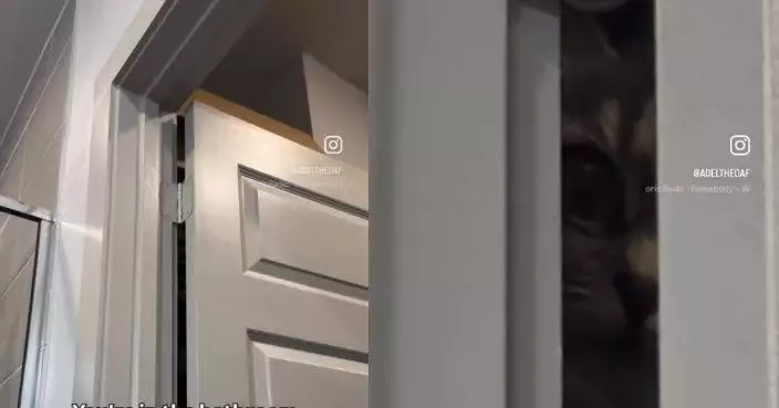 如廁突感被監視？ 美國女回頭驚見寵物貓門縫中「偷窺」哭笑不得