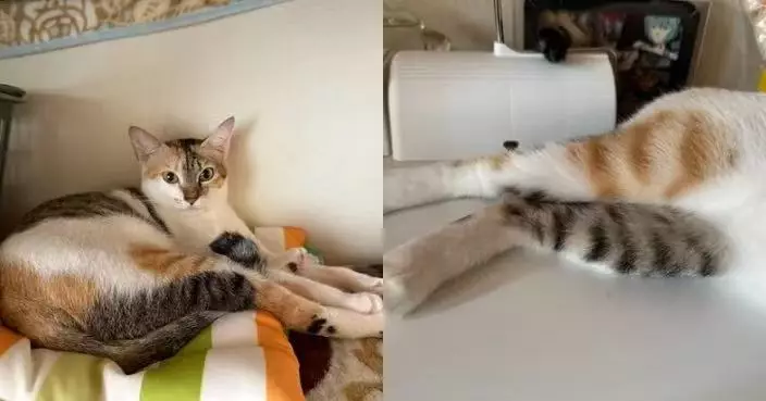 貓界潮人！三花貓兩後腳花色不同似「著錯襪」天然時尚造型萌爆全網