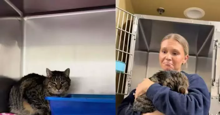 被收養5年遭「原箱退回」收容所7歲虎斑貓蜷縮貓砂盆惹人憐