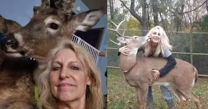 12年間致力救助受傷野鹿 美6旬婦自家圍欄內遭雄鹿攻擊喪命