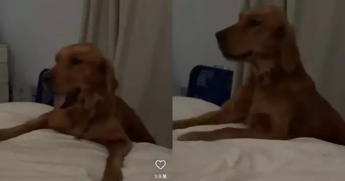 過去只睡過冷地板 金毛獲領養擁有「自己的床」 睡前1舉動惹心酸