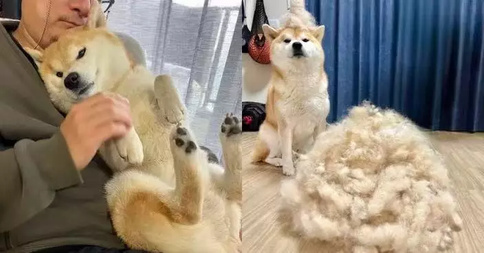 飼主曬毛髮稱柴犬換毛季「產量欠收」 網民見堆成小山驚呼：那豐收很可怕！