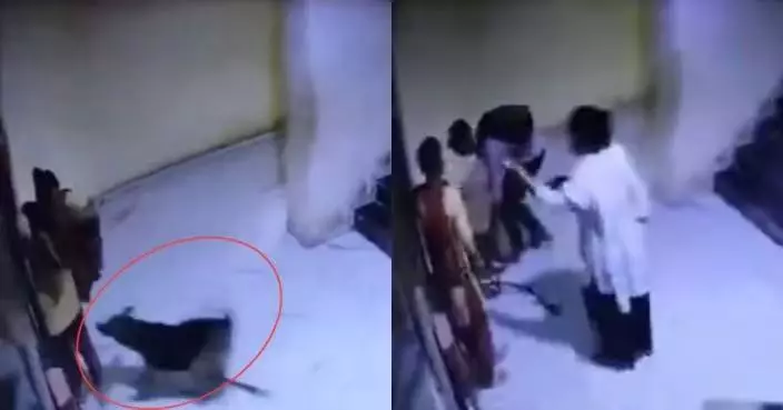 印度女等電梯突遭狗咬 狗主人不道歉反施暴掌摑引公憤