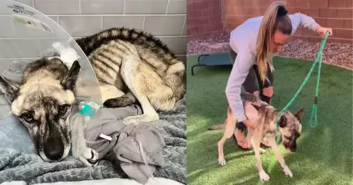 餓到剩8公斤肋骨顯露 27公斤米克斯犬受虐瀕死獲義工陪伴1年重獲新生