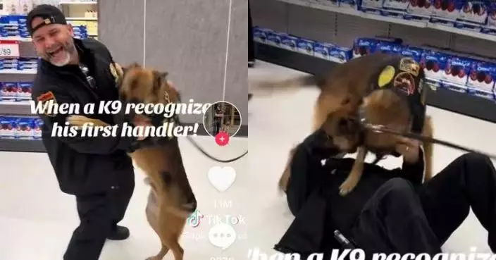 執勤與前任領犬員久別重逢 冷靜警犬秒認出撲上前興奮撒嬌畫面溫馨