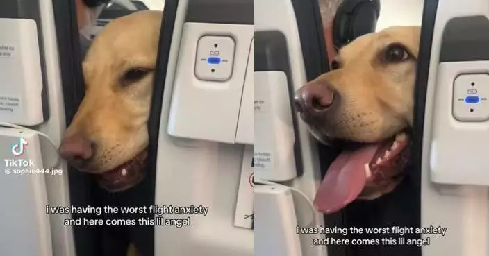患飛行恐懼症 女子搭機陷嚴重焦慮 獲前排服務犬探頭伸爪安慰超療癒