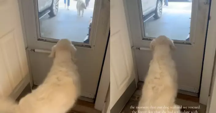 飼主收養新成員 黃金獵犬認出昔日收容所玩伴興奮奔走