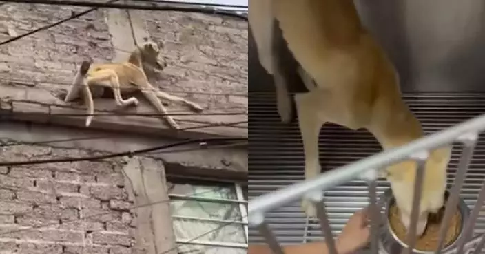 疑遭長期虐待 墨西哥狗狗懸掛屋頂邊緣命懸一線 幸及時獲救被收編