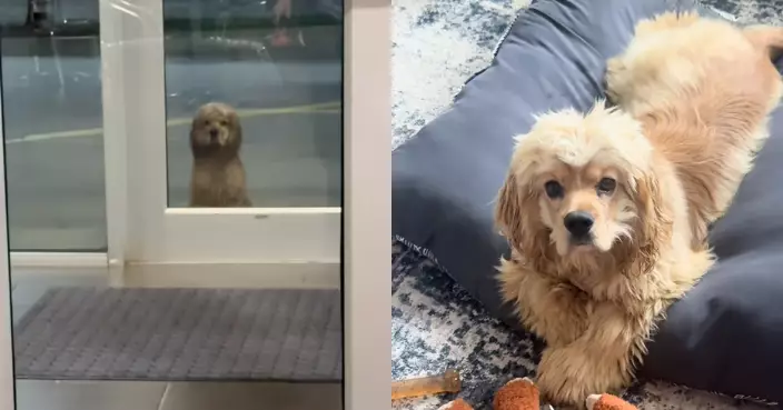 見狗狗遭雨水淋濕靜坐健身房外 美國女暖心收編計劃培養成治療犬