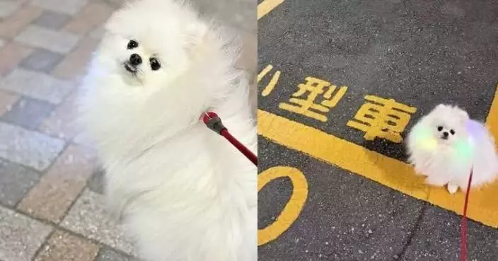 散步太疲倦「自動泊入小型車位」 博美犬可愛舉動萌翻全網