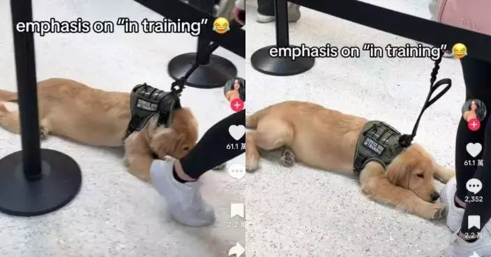 服務犬機場排隊突趴地「罷工」 飼主勸說無果無奈拖行惹笑旅客