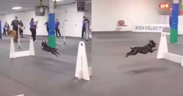 狗狗障礙賽爆紅！萌犬全程蹦跳前行似「飛行」彈跳力驚人