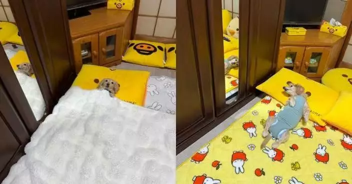 偷鑽被窩熟睡遭抓包 臘腸犬緊抓棉被不放萌翻網民