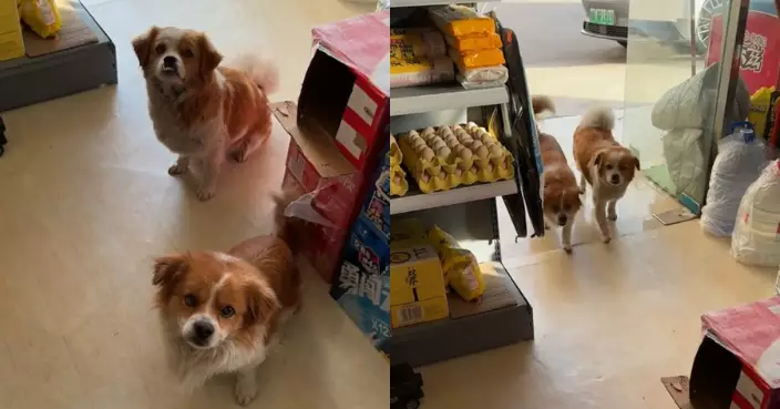 流浪母狗常被餵食 誕幼犬「託付」給好心店主照顧結局超暖心