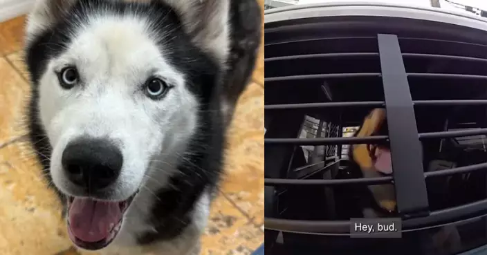 失蹤7年終被尋回 哈士奇犬受困繁殖場疑遭虐渾身是傷 飼主心碎不已