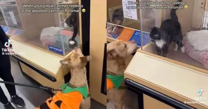 重病愛犬往寵物店迷上領養小貓 女飼主被融化暖心收編