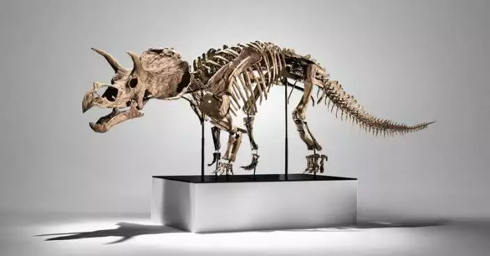 首亮相紐約拍賣行 全球「最完整幼年三角龍化石」4200萬高價成交