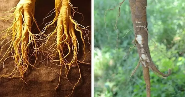 誤將劇毒植物「垂序商陸」當人參進補 浙男生食中毒送院險喪命