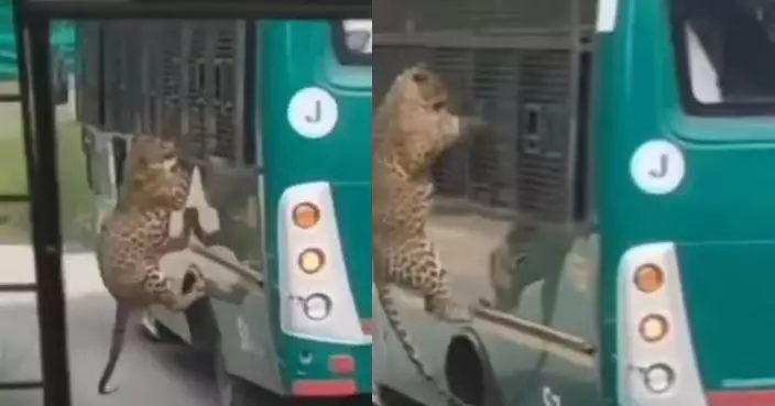 有片！野豹躍上旅遊巴士發動攻擊 印度女遊客靠窗遭利爪抓傷送院