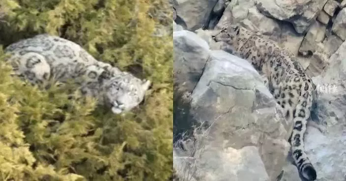 新疆邊境現「雪山之王」身影 無人機紀錄雪豹捕獵北山羊全過程