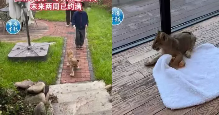 一晚收費670蚊！江蘇度假區推「萌獅叫醒服務」 未來兩周名額全數約滿