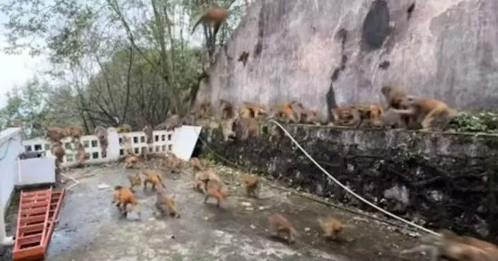 貴州黔靈山驚現「馬騮蜂擁下山」嚇壞遊客 網民：似天兵天將攻花果山