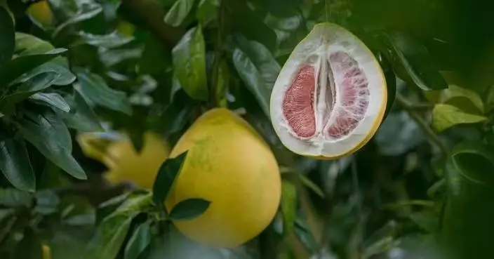 營養師：柚子低糖低熱量可助控重兼補維C 惟兩類人群須慎食