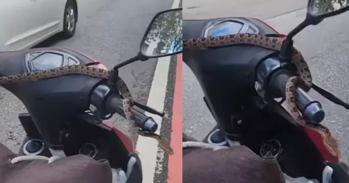 騎車途經樹蔭突覺手臂痕 台騎士低頭驚見蛇隻盤踞車頭嚇窒