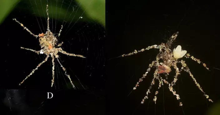 蜘蛛界「稻草人」！研究揭蜘蛛識造「巨型八腳替身」嚇阻掠食者