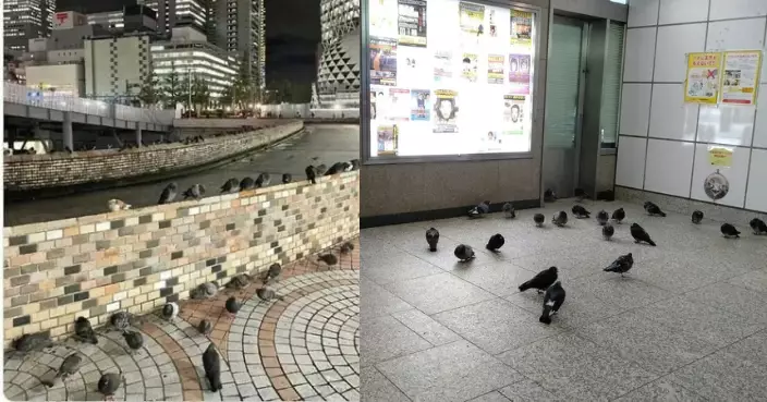 鴿子氾濫成災亂排泄 東京車站掛「天敵海報」驅趕僅見效3個月？