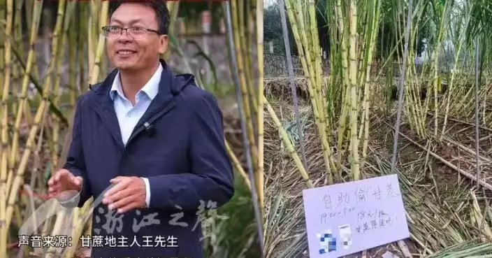 「可偷甘蔗田」活動吸引百人打卡體驗童年樂趣 浙農場主20天日入6600元
