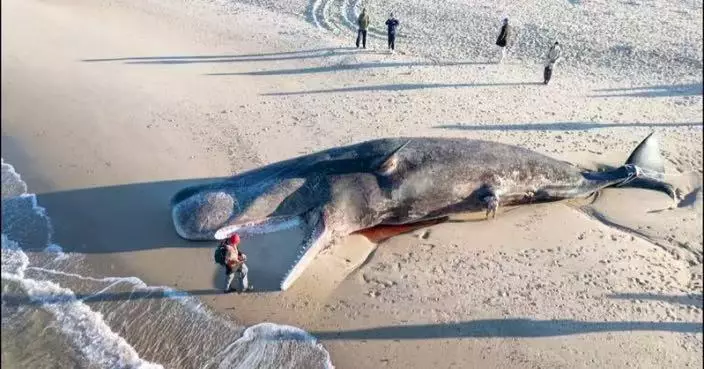 52噸抹香鯨陳屍美國海灘 動物聯盟指「體型巨大」無法移除