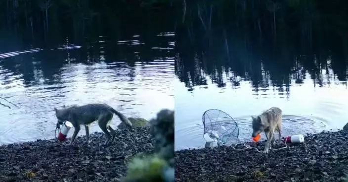 加國野狼水中咬拖蟹籠上岸取食 疑識用「工具」行為震驚科學界