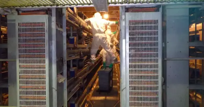 日本新潟農場爆發禽流感 屬H5亞型當局撲殺63萬雞