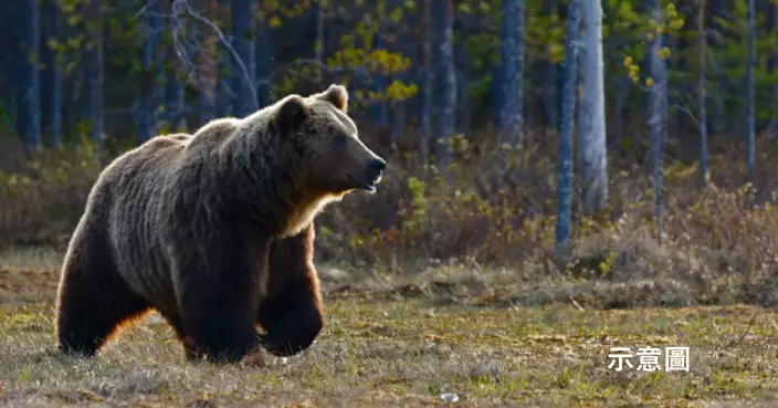 遇害前已被跟蹤4日？北海道送報員遭棕熊襲擊身亡引恐慌