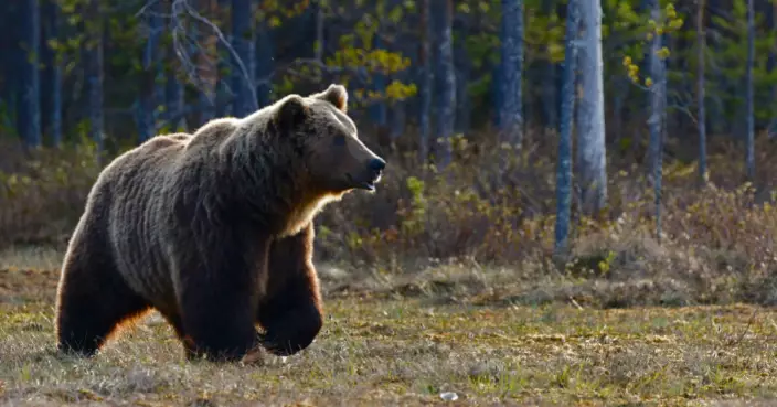 熊害升級！日本多縣首辦「緊急槍獵」訓練 無人機鎖定 獵戶持槍驅除
