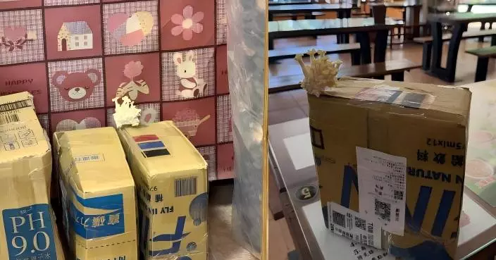 DIY種植包「流浪7日」長出香菇　網笑：生命自己找到出路