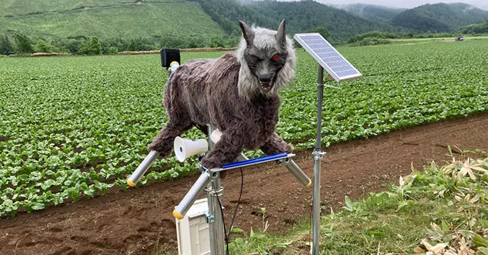 紅眼獠牙機械狼進駐社區！50種威嚇聲嚇阻棕熊 日本130地實測有效