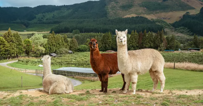 羊駝於寵物店失溫致死！員工疑因人工低鬧情緒惹禍