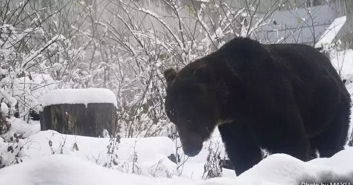 日本圓山動物園設置誘捕籠 一連日闖園棕熊相信已被捕殺