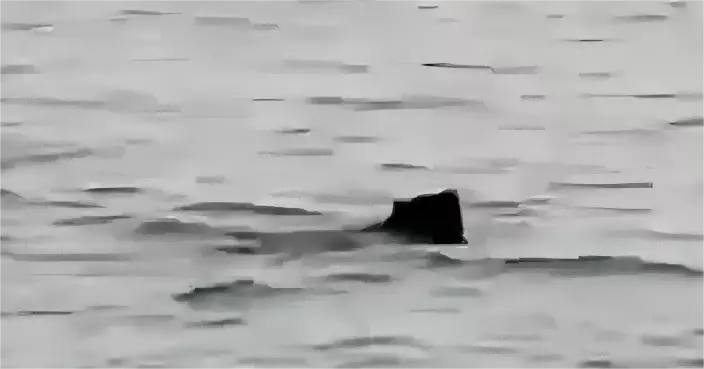 青森140公斤黑熊海上狂游逼近岸邊 「獵友會」乘船追擊海上擊斃