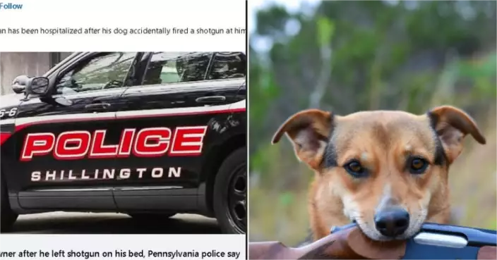 狗跳上床踩中霰彈槍　賓州男子深夜遭擊中背部