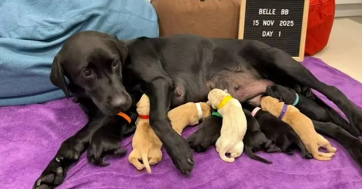 9隻海關搜查犬BB誕生   父母皆為搜查犬盼繼承衣砵