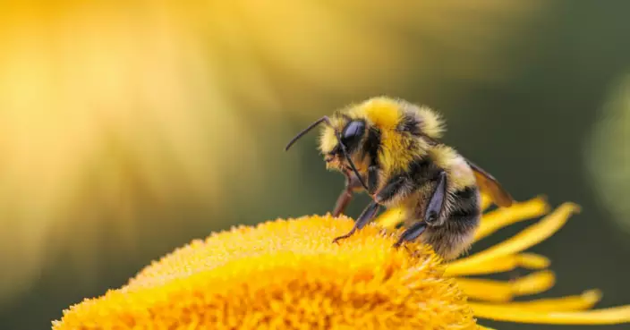 法國陷最嚴重蟲災 蜂農半數蜂箱被啃光！熱成像無人機剿巢