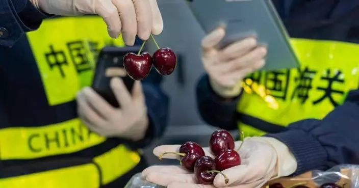 首批包機抵港智利車厘子經「空陸鮮活產品專屬快線」進境珠海