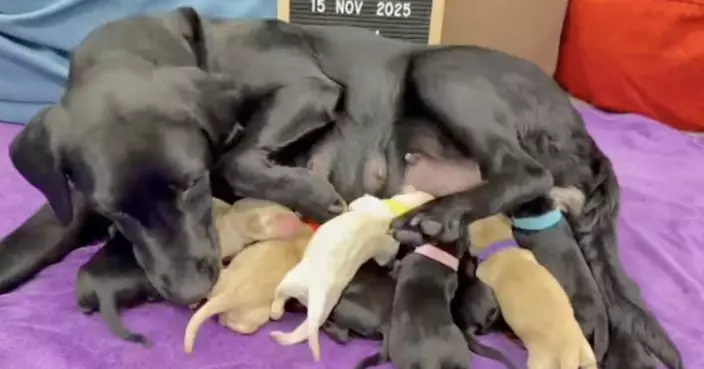 海關搜查犬一胎9隻BB  產前產後照顧日常逐格睇