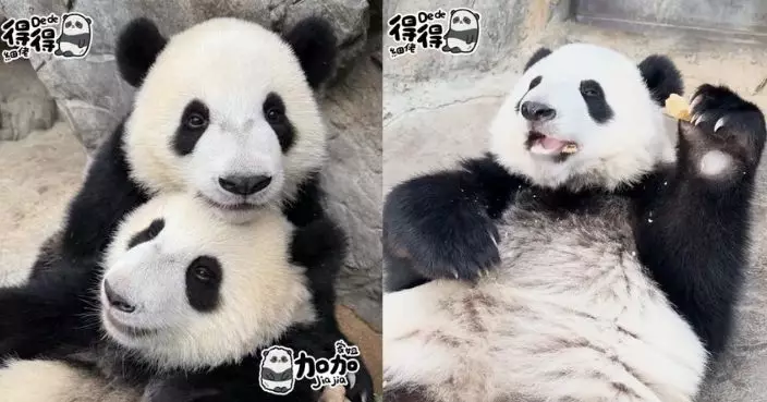 大熊貓家姐細佬超過35公斤 聽到叫名識「應機」 告別BB餐開始食窩窩頭